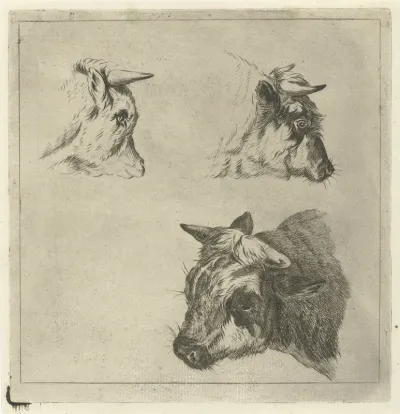 Drie koeienkoppen