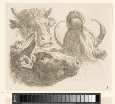 Drie koeienkoppen