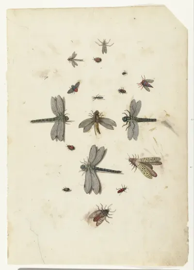 Drie libellen en andere insecten
