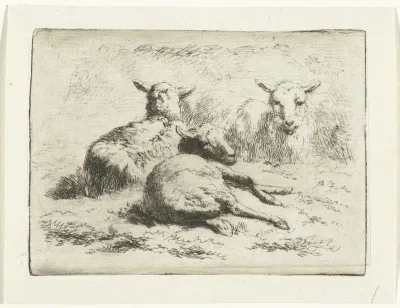 Drie liggende schapen