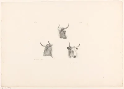 Drie ossekoppen