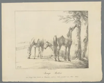 Drie paarden in een weiland
