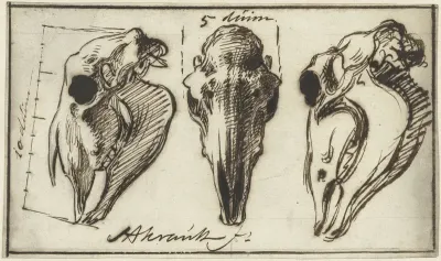 Drie paardenschedels