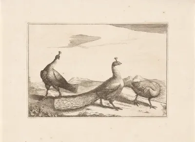 Drie pauwen