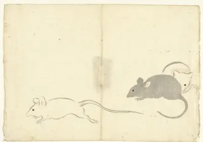 Drie ratten