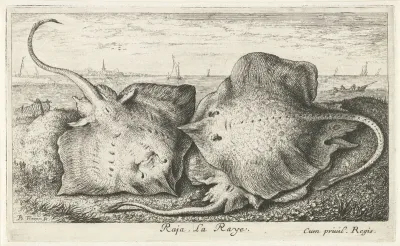 Drie roggen op het strand