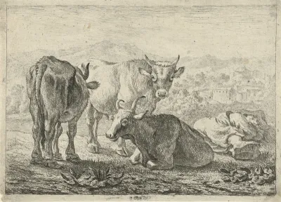 Drie runderen en een slapende herder