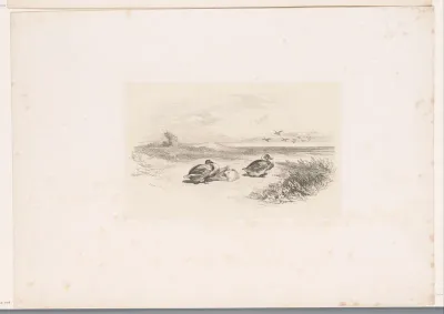 Drie rustende eenden
