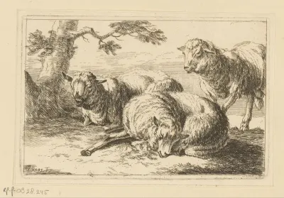 Drie schapen