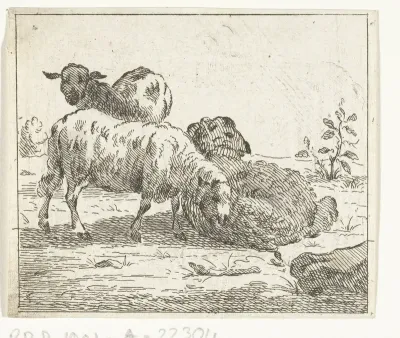 Drie schapen