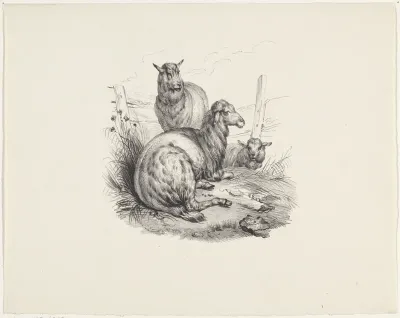 Drie schapen bij een hek