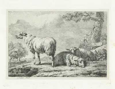 Drie schapen bij een hek