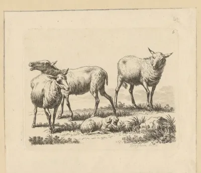 Drie schapen en een lam