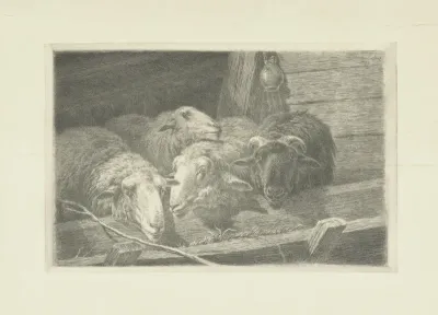 Drie schapen en een ram voor een voederbak