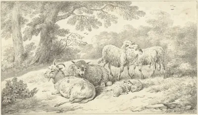 Drie schapen, twee lammeren en een geit in een bosachtig landschap