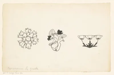 Drie soorten bloemen