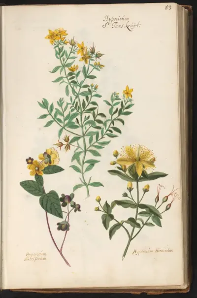Drie soorten Sint-Janskruid (Hypericum)