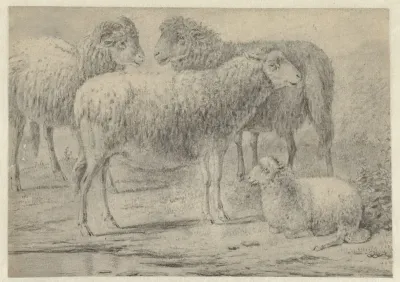 Drie staande schapen en een liggend lam