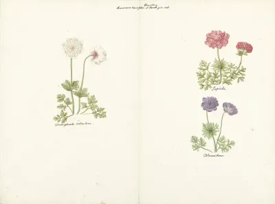Drie studies van anemonen