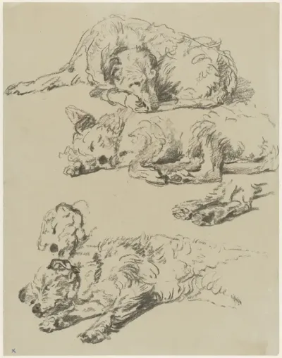 Drie studies van een liggende hond