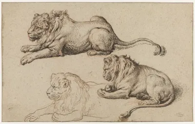 Drie studies van een liggende leeuw