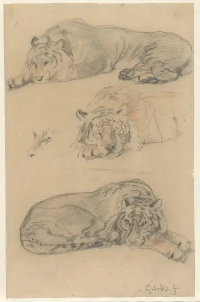 Drie studies van een tijger