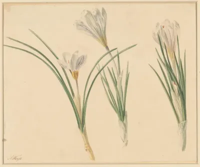 Drie studies van krokussen