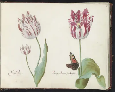 Drie tulpen met dagpauwoog