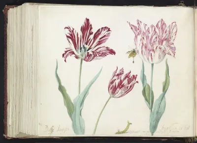 Drie tulpen met rups en vlinder