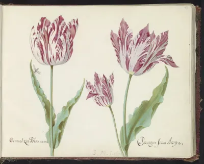 Drie tulpen met vlieg
