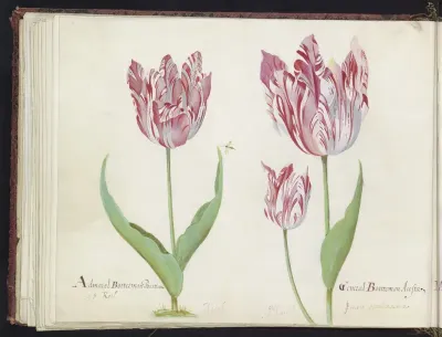 Drie tulpen met vlieg