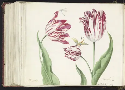 Drie tulpen met waterjuffer en een ander insect