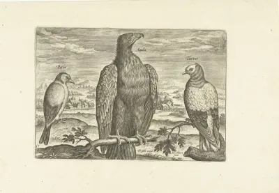 Drie vogels in een landschap