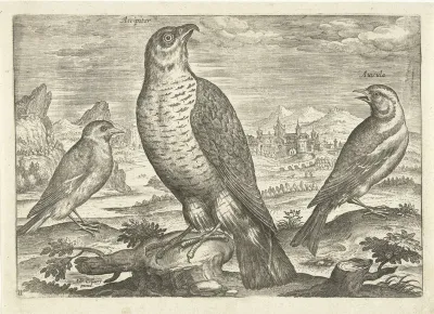 Drie vogels in een landschap