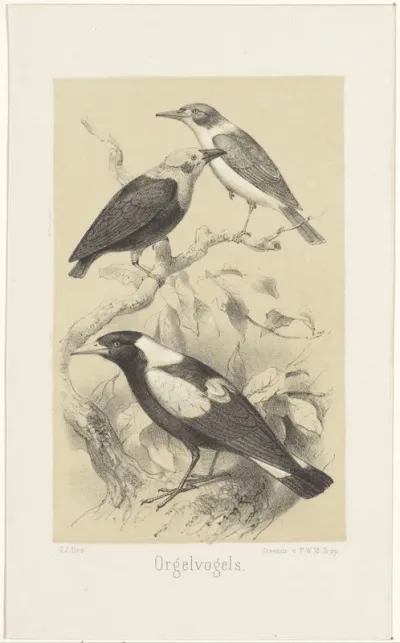 Drie vogels op een tak