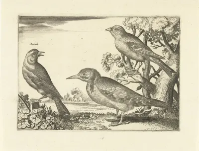 Drie vogels