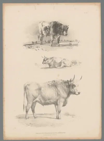 Drie voorstellingen van een rund