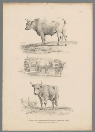 Drie voorstellingen van runderen