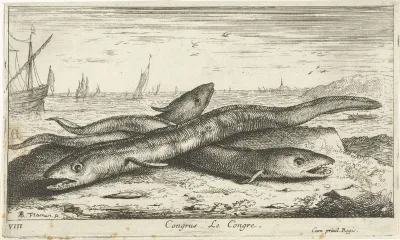 Drie zeepalingen op het strand