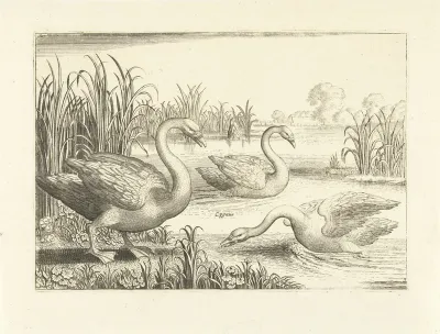 Drie zwanen in een vijver