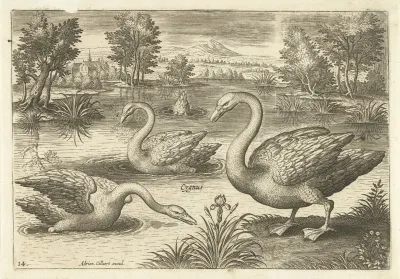 Drie zwanen in een vijver