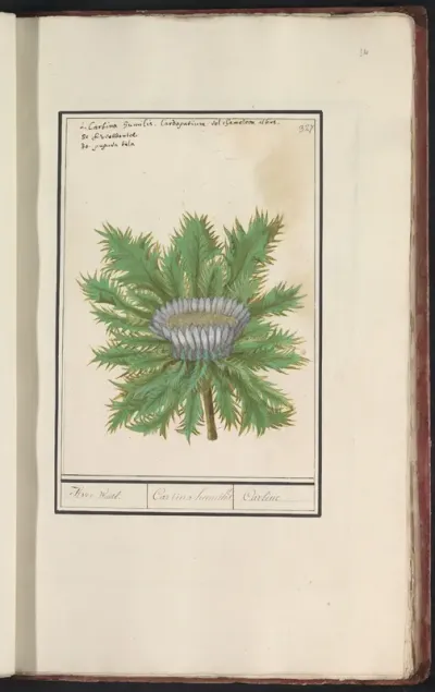 Driedistel (Carlina vulgaris)