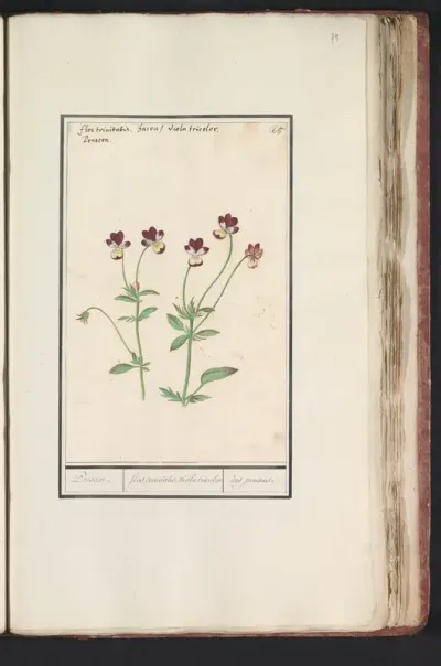Driekleurig viooltje (Viola tricolor)