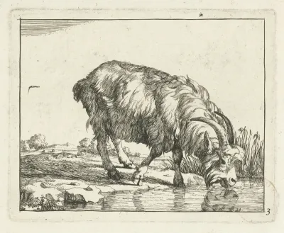 Drinkende bok