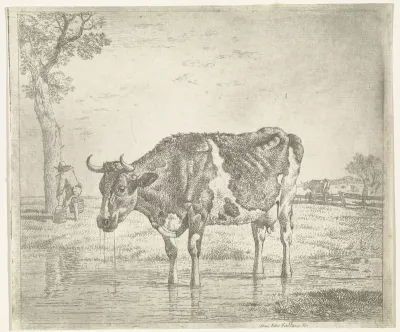 Drinkende koe