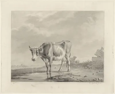 Drinkende koe aan het water