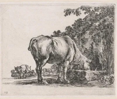 Drinkende koe in een landschap met meer koeien