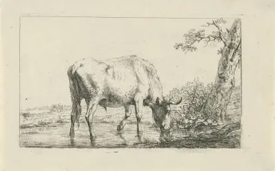 Drinkende stier