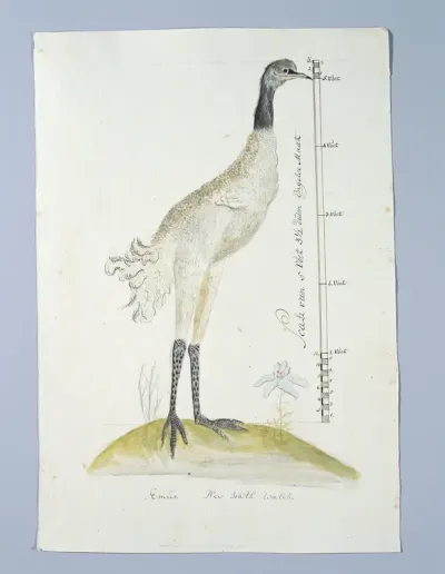 Dromaius novaehollandiae (Emu)