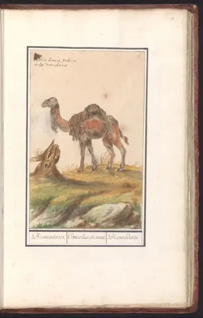 Dromedaris (Camelus dromedarius)